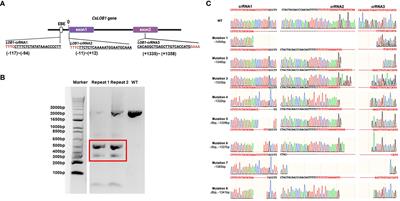 Cas12a RNP-mediated co-transformation enables transgene-free multiplex genome editing, long deletions, and inversions in citrus chromosome